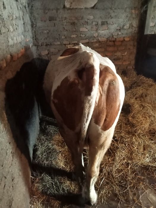 Vând vacă gestanta