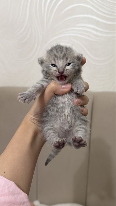 котята котята котята
