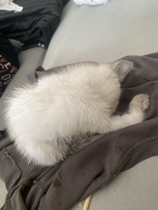 11 айфон с гарантий