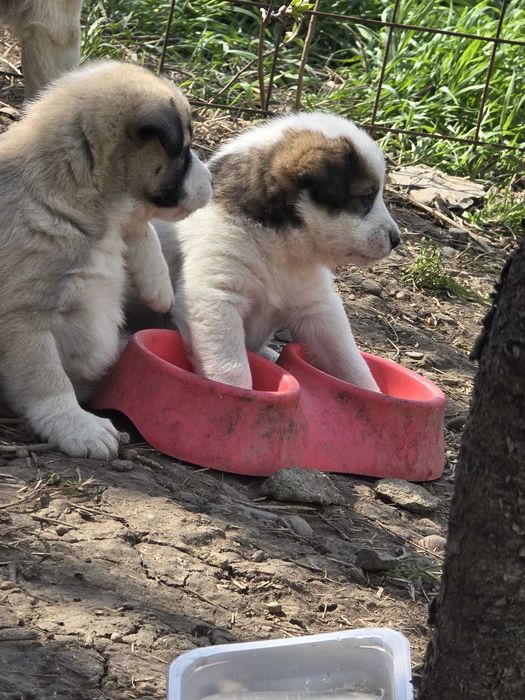 1 pui catel cauta familie adoptiva