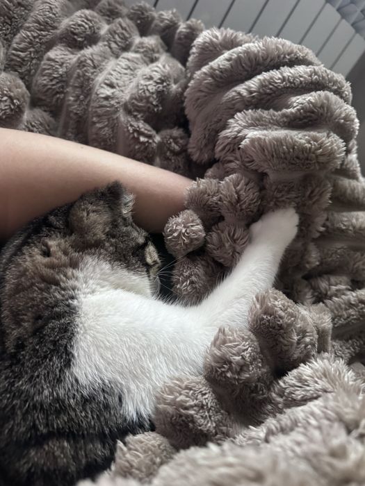 Котёнок кошка кот