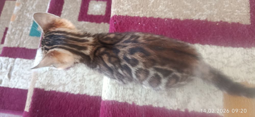 Срочна бингали продаётся