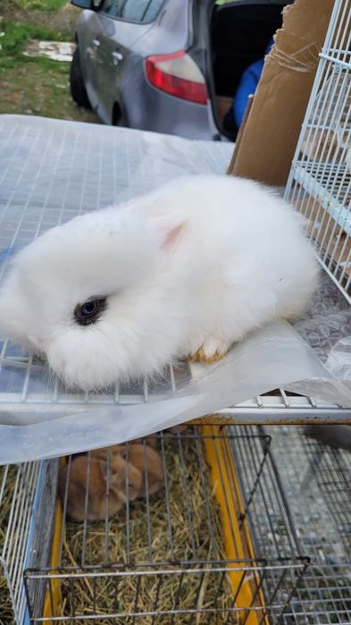 Iepurași de vânzare