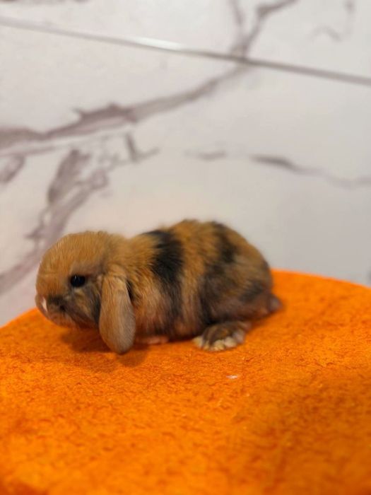 Болалар учун совга куйончалар