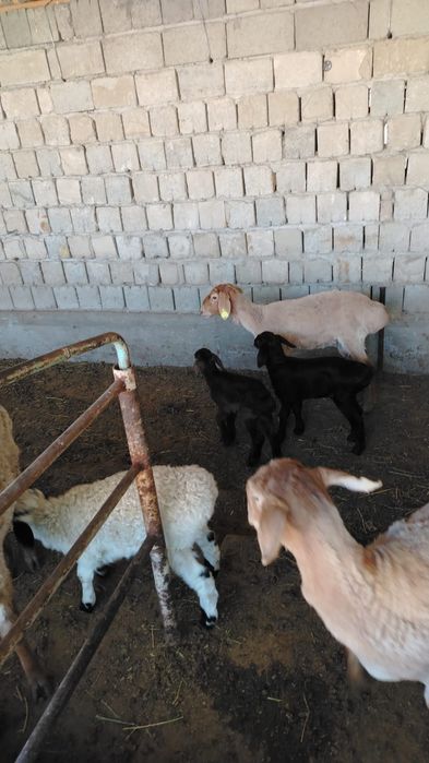 Продам Баранов, козы кой