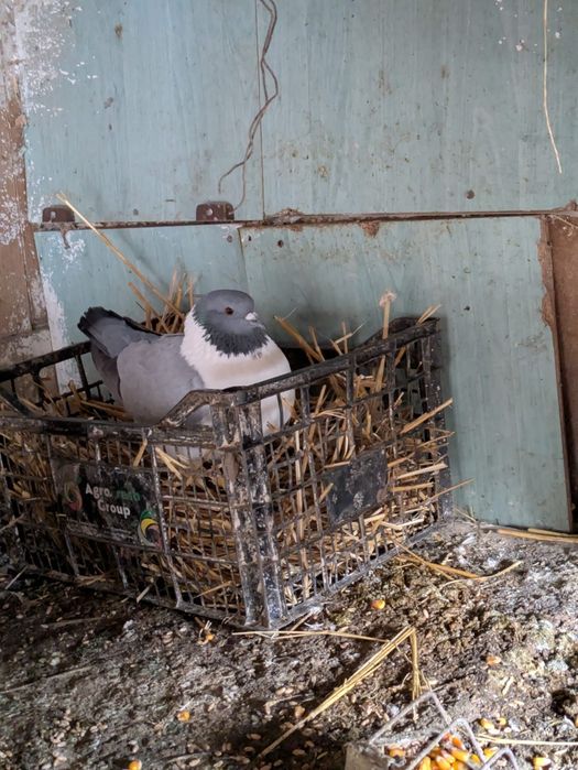 6 voltati indieni și o strasera