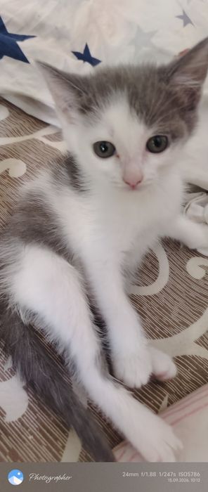 Мальчик котенок возраст 2мес