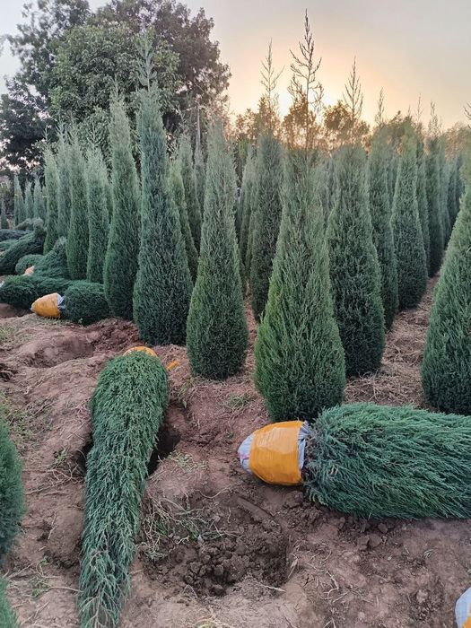 Gazon xar xil köchatla mavjut