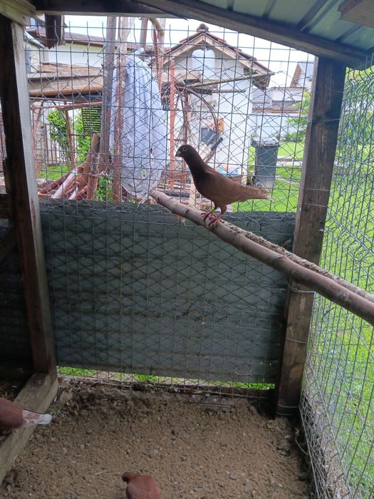 Porumbei rosii de bucuresti