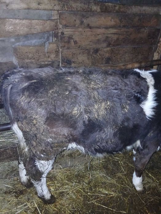 Vand vacă de abator