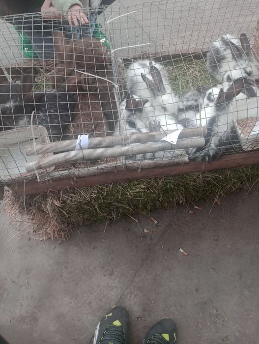 Продавам подрастващи зайци различни породи