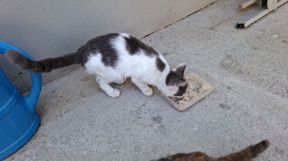 Котов в добрые руки