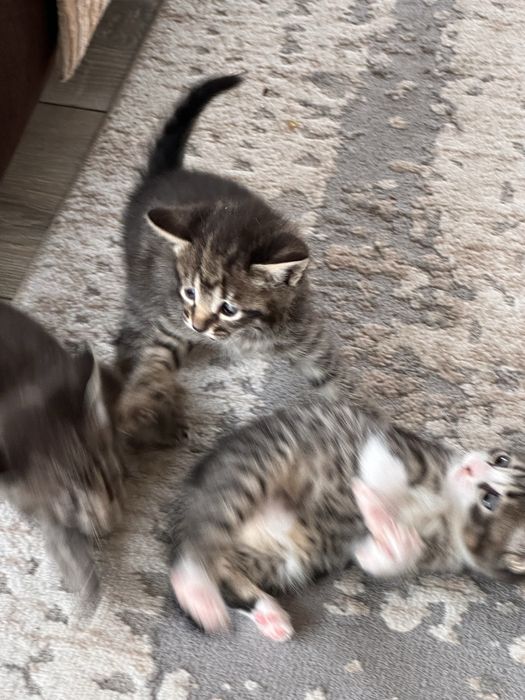 Отдам котят в хорошие руки