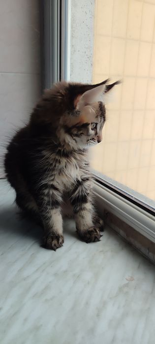 Продам  котенка мальчика Мейн-Кун.