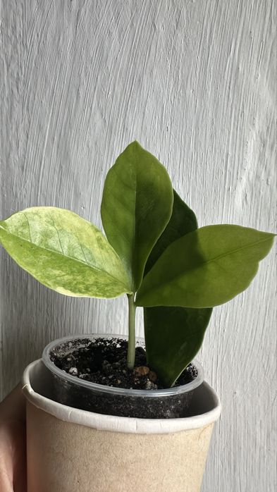Замиакулькас Long Leaf Variegata – укоренённые листики