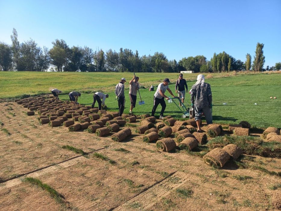 Газон Gazon оптом и в розницу