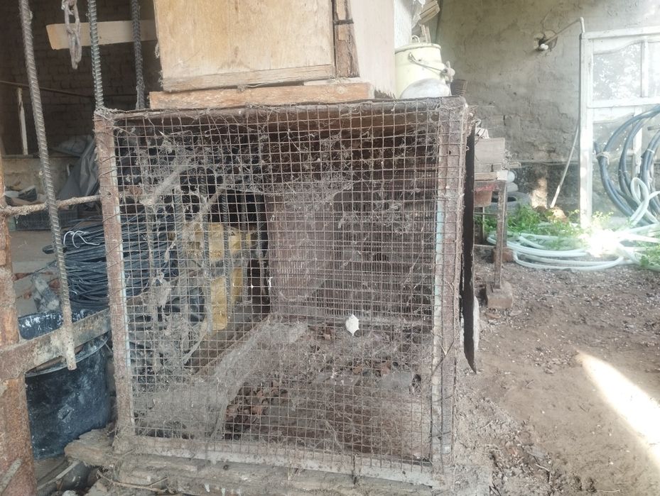 Parranda uchun qafas