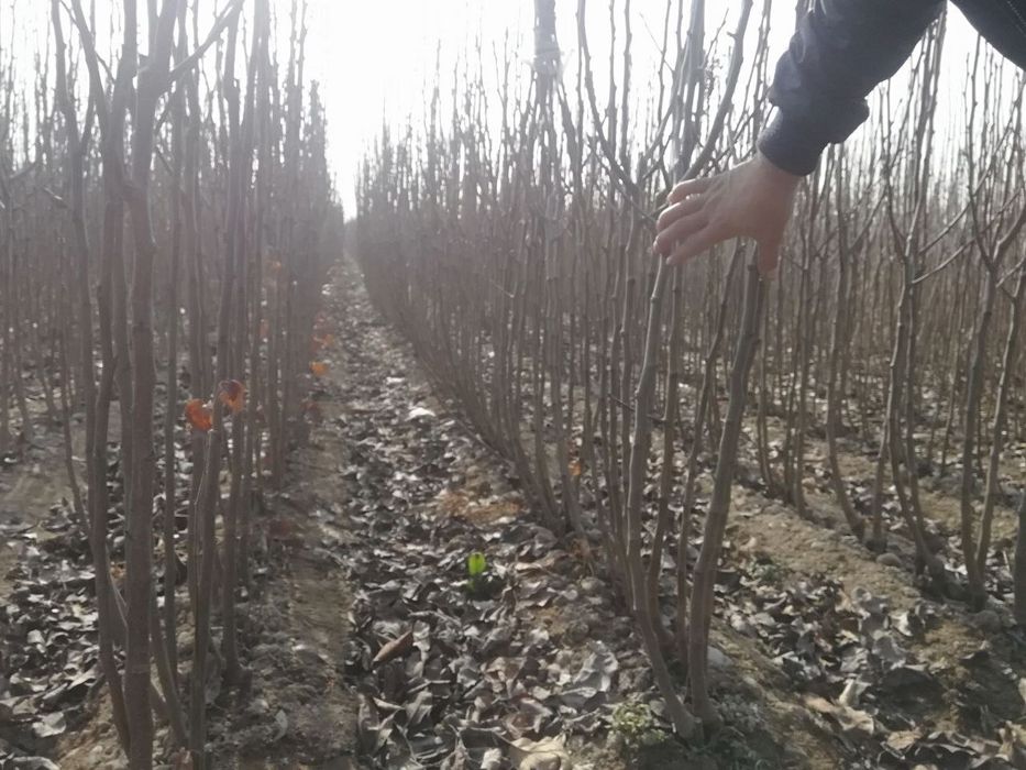 O'rik ko'chatlari bor, qoqi (курага) bo'ladigan navi.