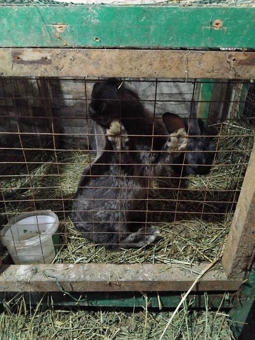 Кролик продаётся