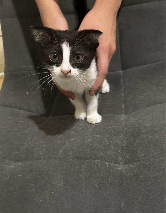 4 котенка девочки и кошка