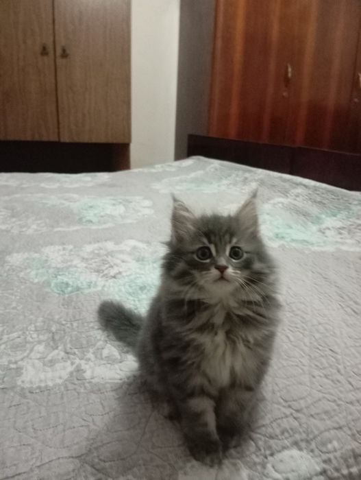 Продаются котята