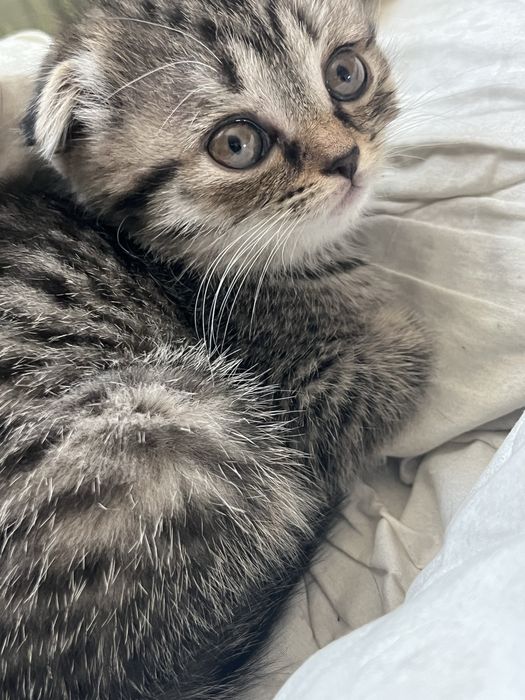 Продам котенка девочку