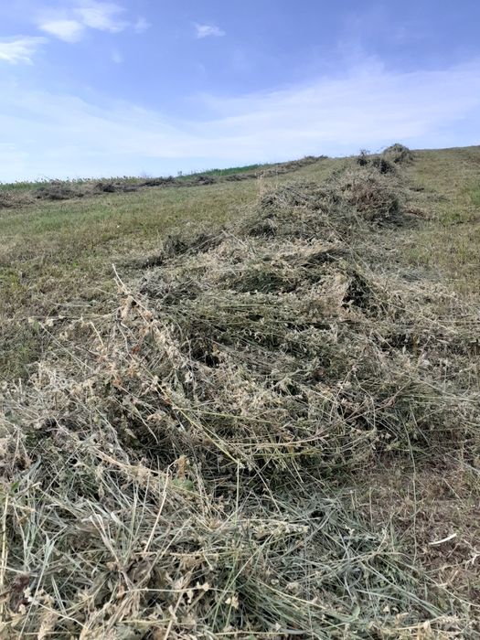 De vânzare baloți lucernă