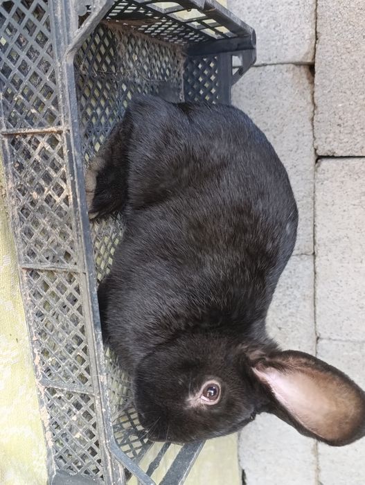 Кролики породные