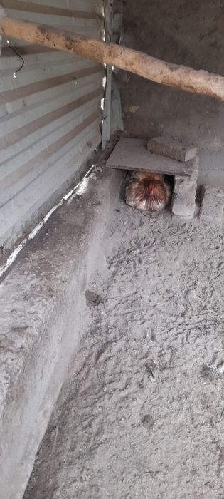 Кох товук тухумлари сотилади