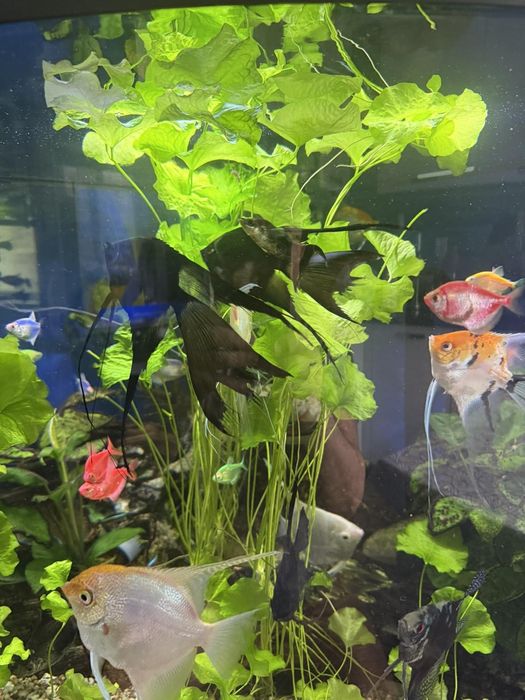 Ъглов Аквариум 350л