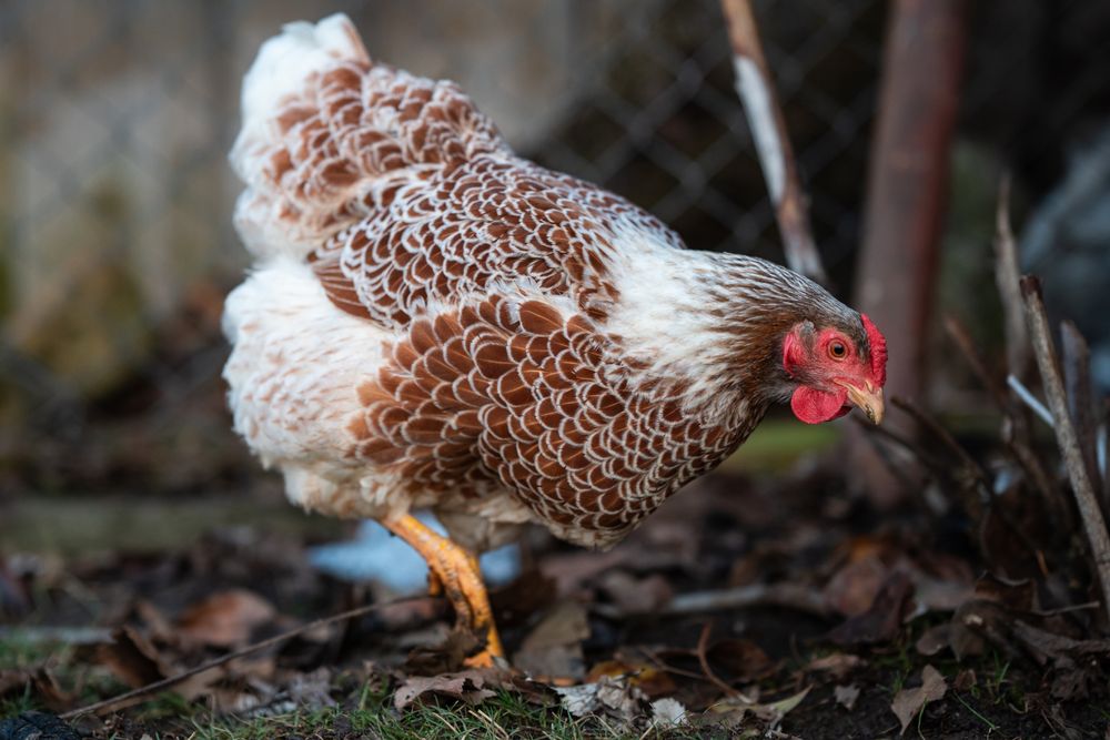 Oua pentru incubat gaini Wyandotte Splash