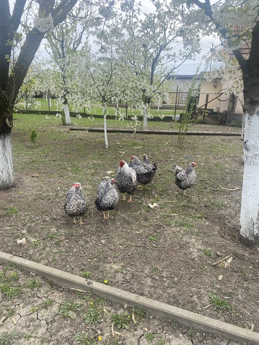 Oua pentru incubat Wiandotte