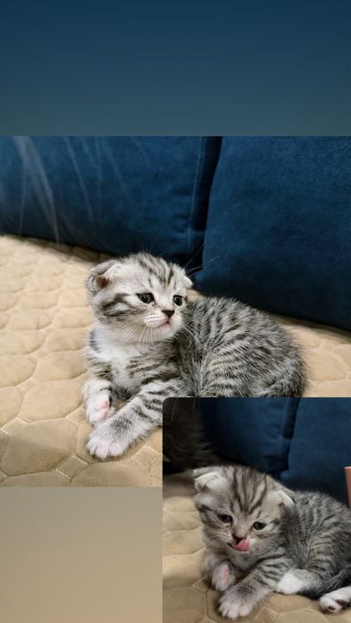 Шотландские котята