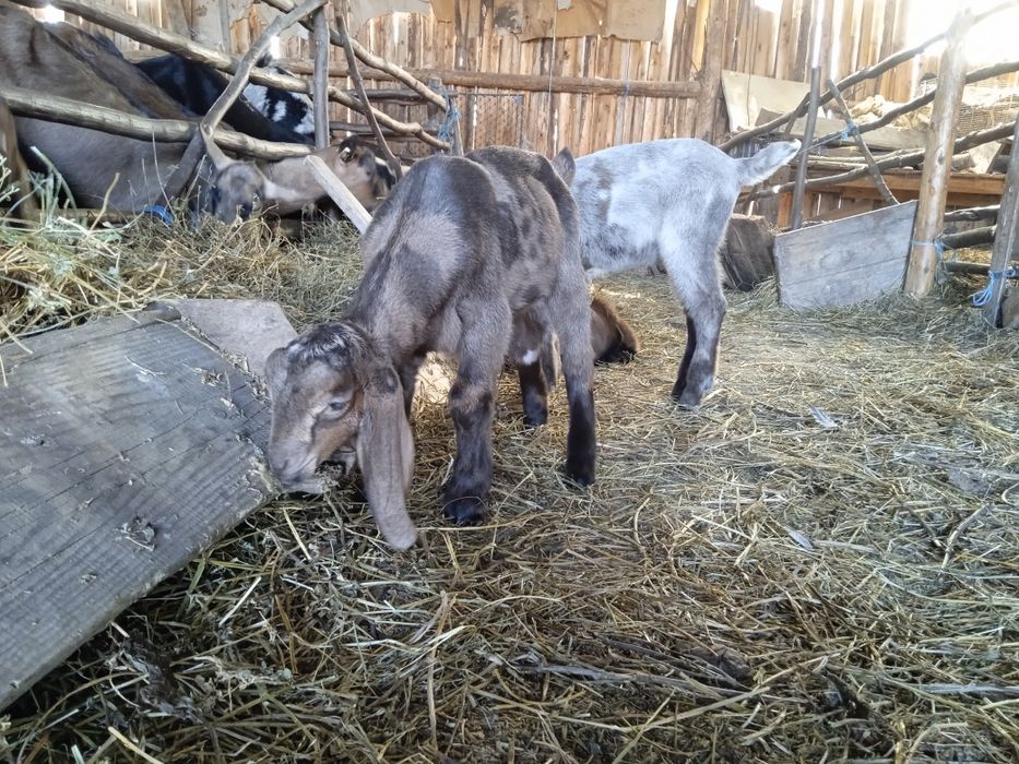 Un țap Alpin de 3 ani și unul Anglo Nubian de cateva săptămâni