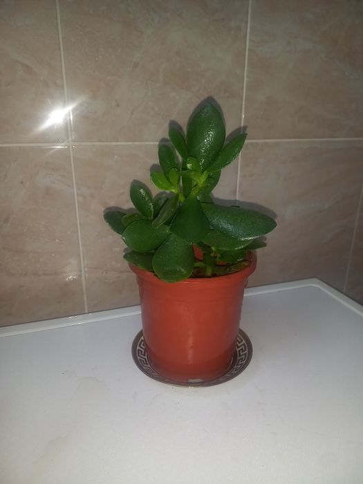 Комнатние растения