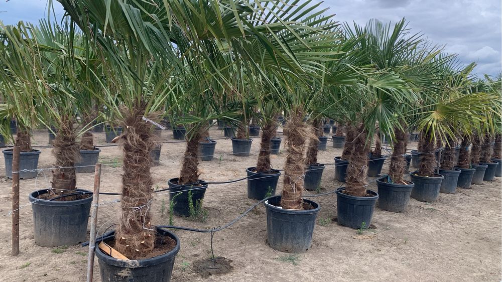 Palmier Tracycarpus Fortunei