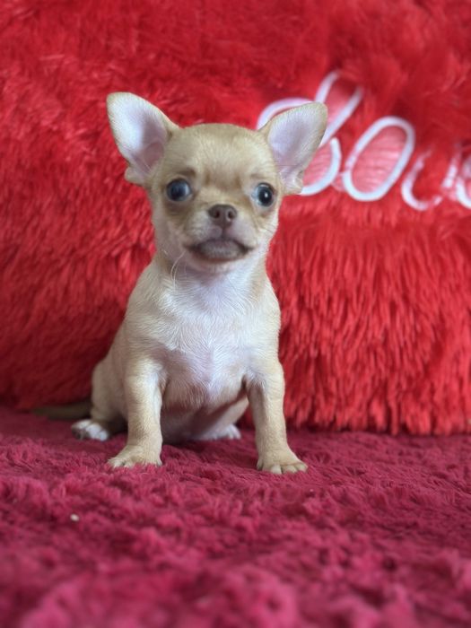 Шикарные чихуахуа тип кобби