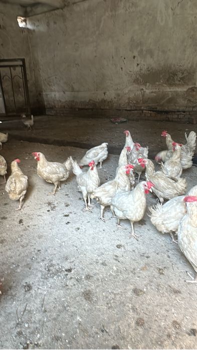 Продаю куры несушек леггорны