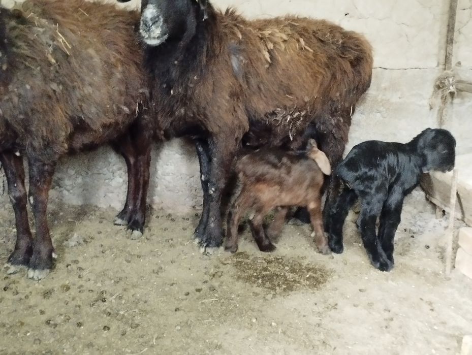 Қозылы қойлар сатылымда