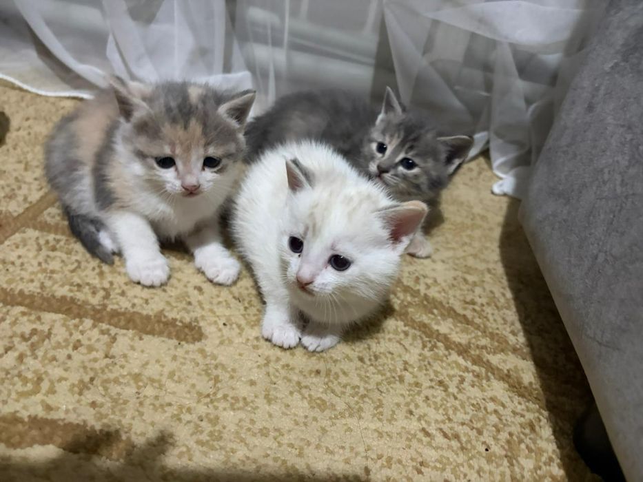 Отдам котят в добрые руки