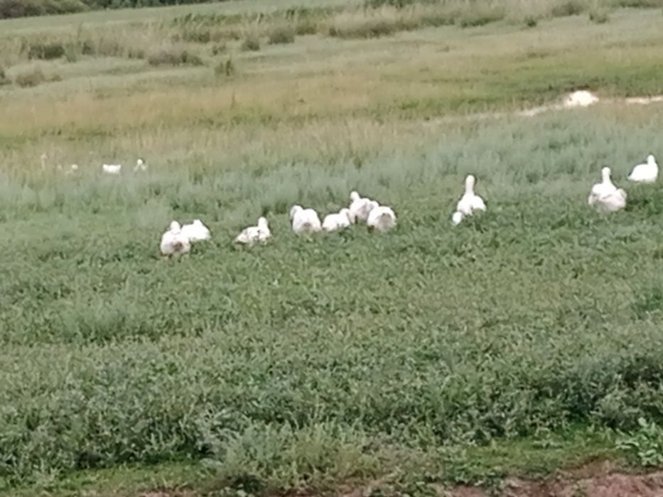 Қаз сатылады 3айлық линда