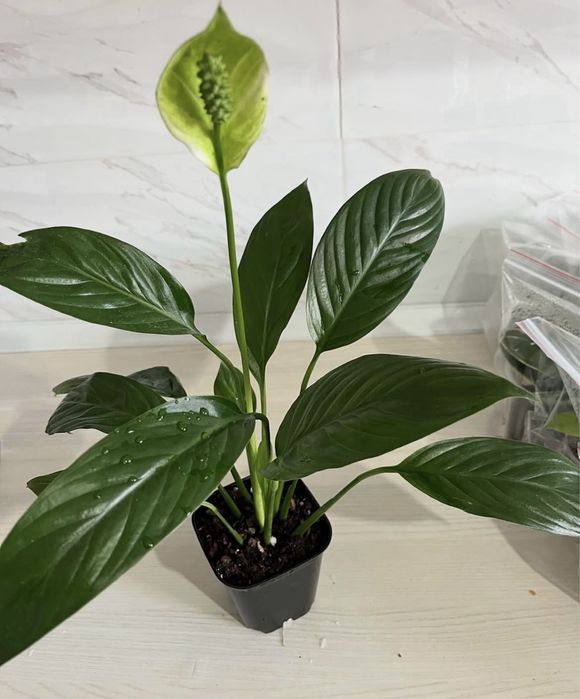 Комнатные растения