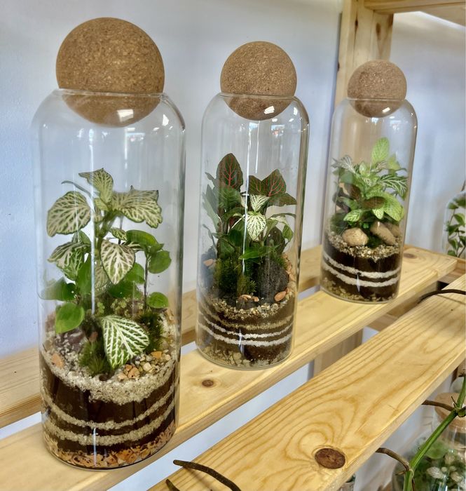 Мини терариуми с живи растения, екосистема в буркан