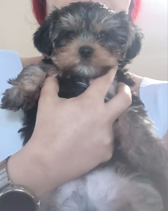 Мъжки мини йорки