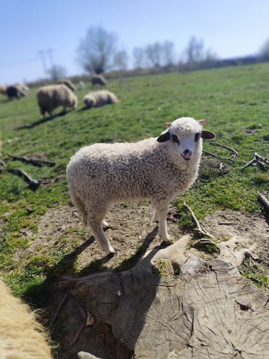 Vând 60 de oi cu miei și gestante
