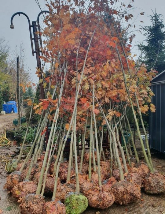 Plante Foioase, Stejar mesteacăn mutitulpinar, tei argintiu, en-gross
