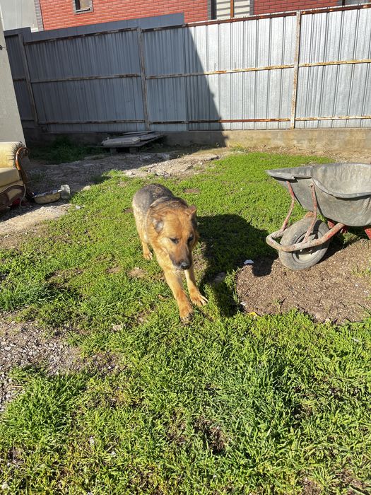 Продам срочно собаку