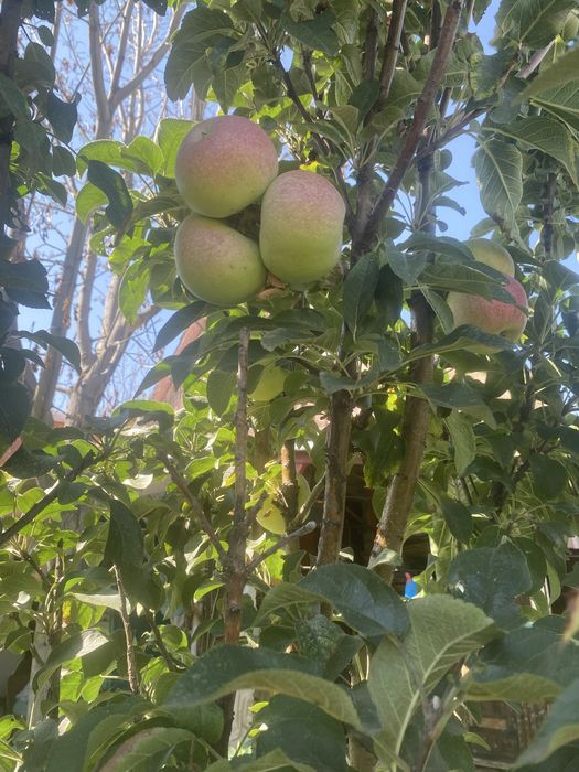 Продам дачу с домиком