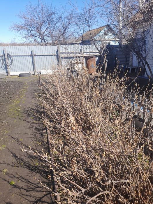 Продам дачу в Борках