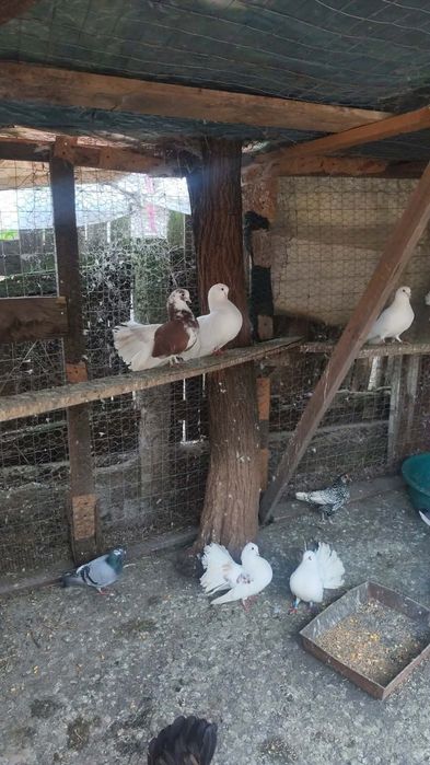 Porumbei voltați